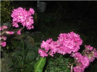 dfeeef28-Picture 023.jpg